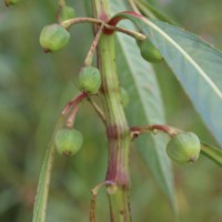 Hydrocera triflora (L.) Wight & Arn.